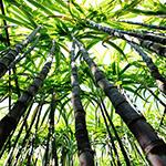 Bamboo Sugar Cane Fragrance Oil 14986