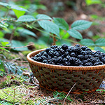 Blackberry Fragrance Oil 15018