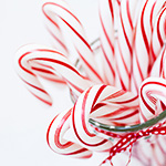 Candy Cane Fragrance Oil 15150