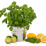 Cool Citrus Basil* (KY) Fragrance Oil 15345