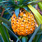 Hawaiian Pineapple Fragrance Oil 15635