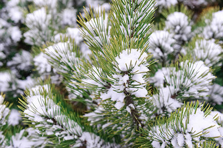 Frosty Pines Fragrance Oil 15549