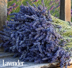 Lavender Fragrance Oil 20108