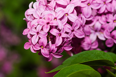 Lilac Flower perfume oil – Dot & Lil Wholesale