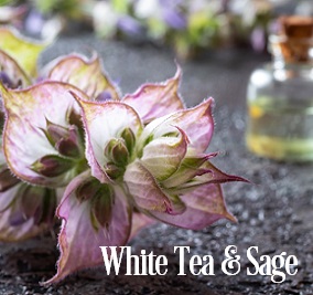 White Tea & Sage* Fragrance Oil 20385