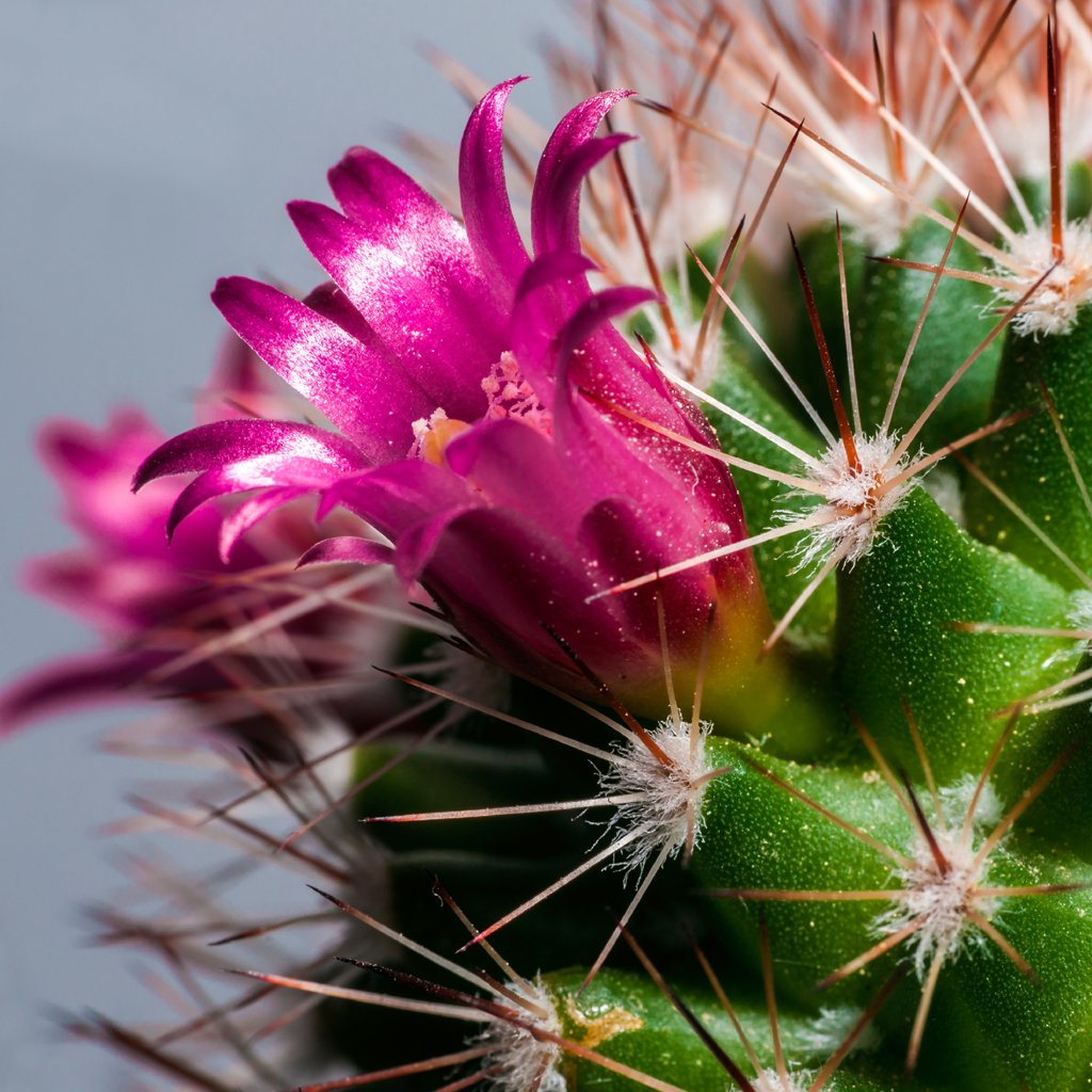 Cactus & Dewberry Fragrance Oil 170