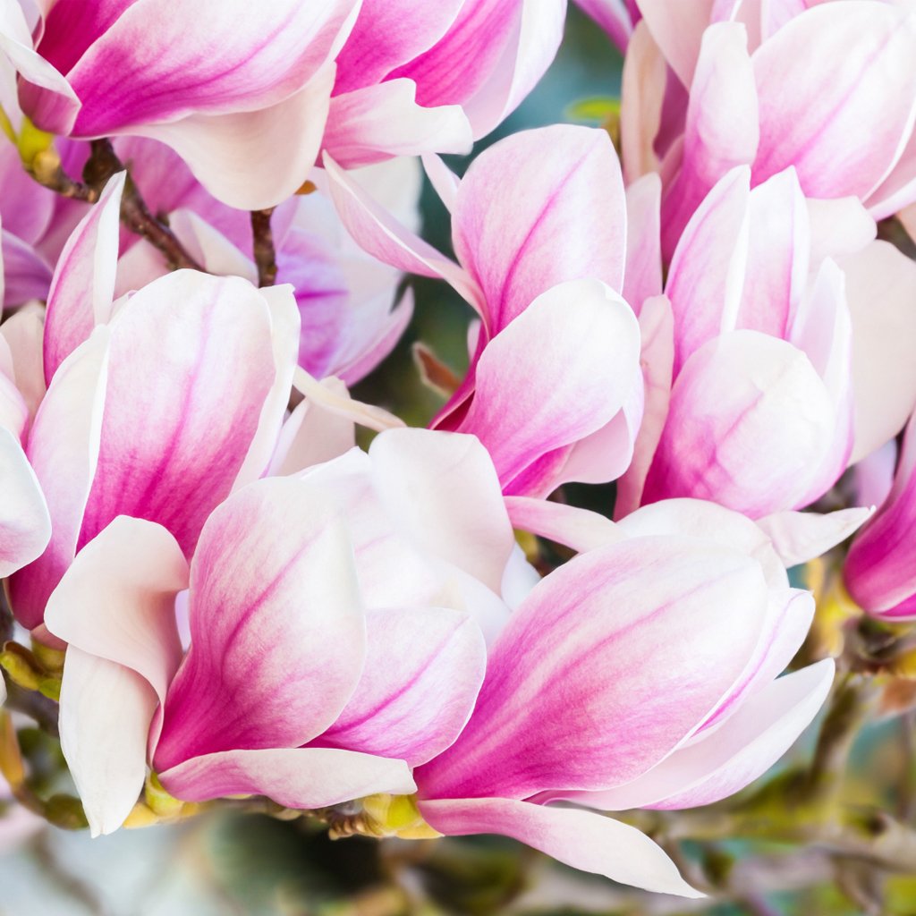 https://www.wholesalesuppliesplus.com/cdn-cgi/image/format=auto/https://www.wholesalesuppliesplus.com/Images/Products/10804-blackberry-magnolia-fragrance.jpg