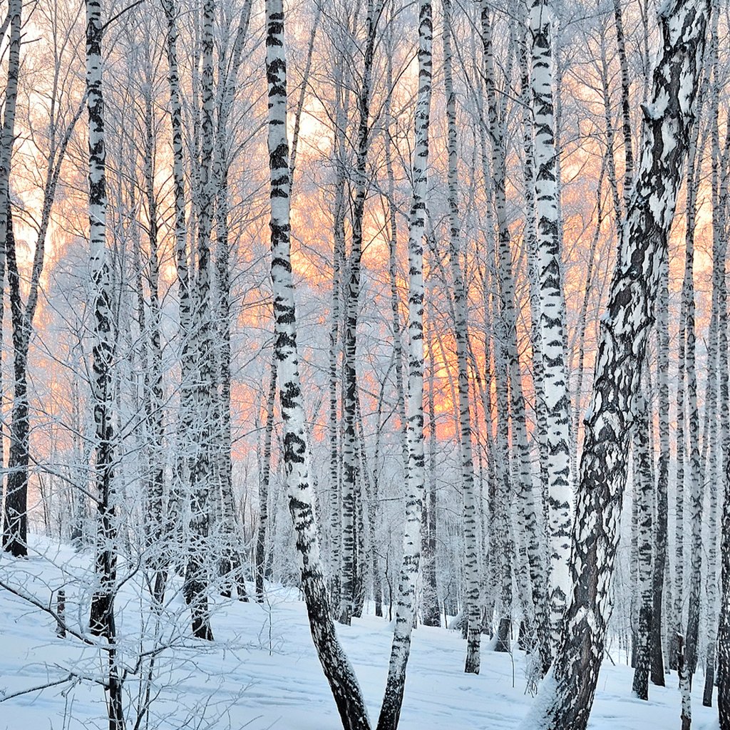 Frosted Birch & Juniper Fragrance Oil 870
