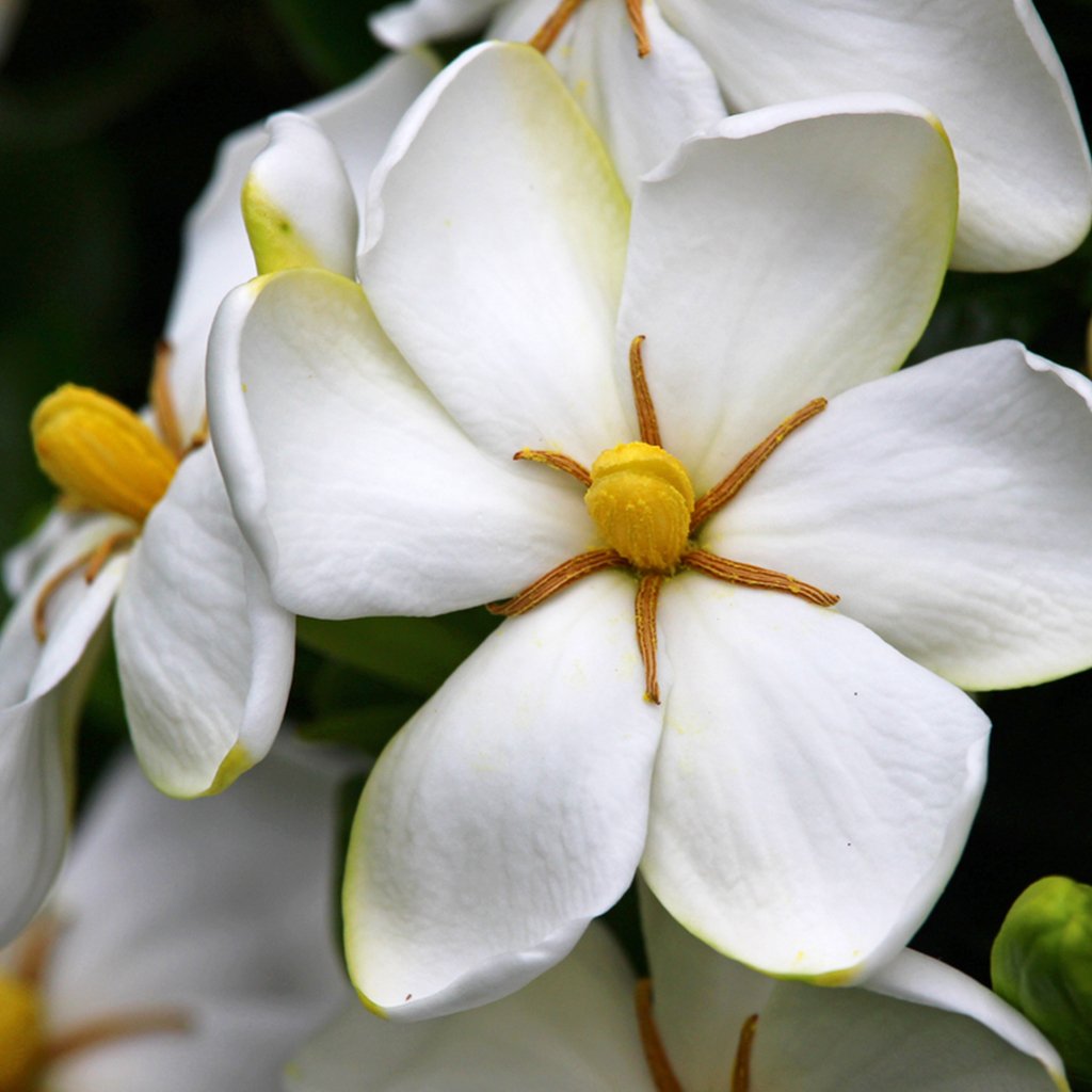 Gardenia Essential Oil Buy Online - Aljasmine for natural oils