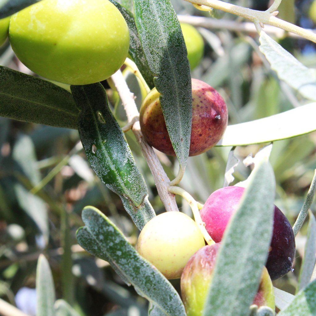 Olive Leaf & Fig Fragrance Oil 916