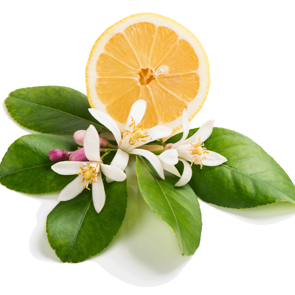 Honeysuckle Citrus - Natural Fragrance Oil 1150