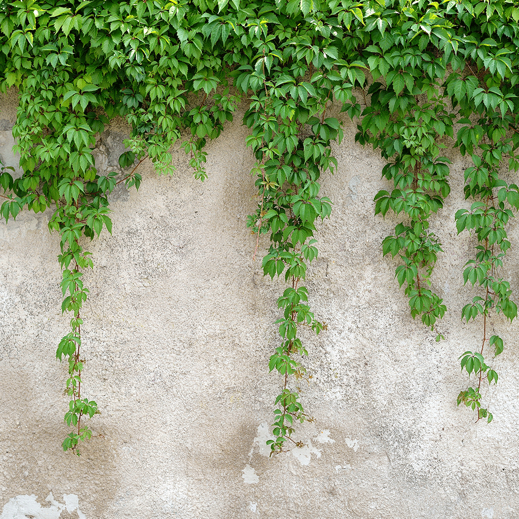 Cascading Ivy Fragrance Oil (Special Order)