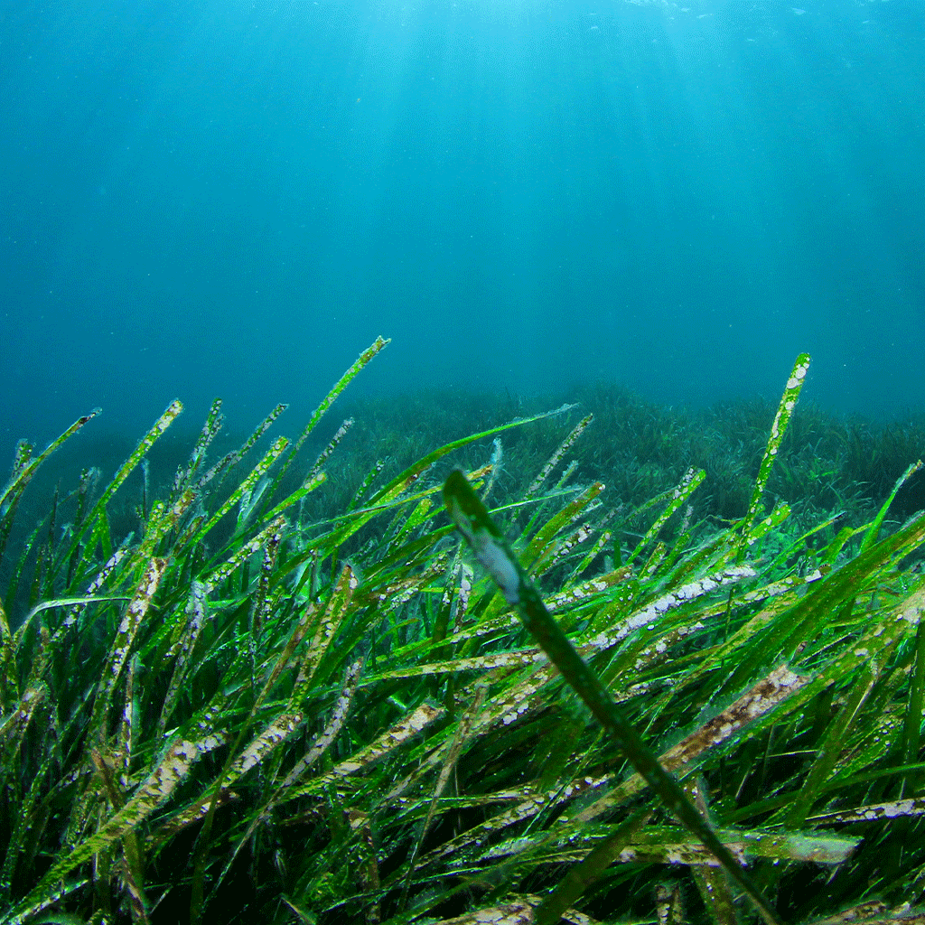 Sea Grass & Herbs - Natural Fragrance Oil 1100