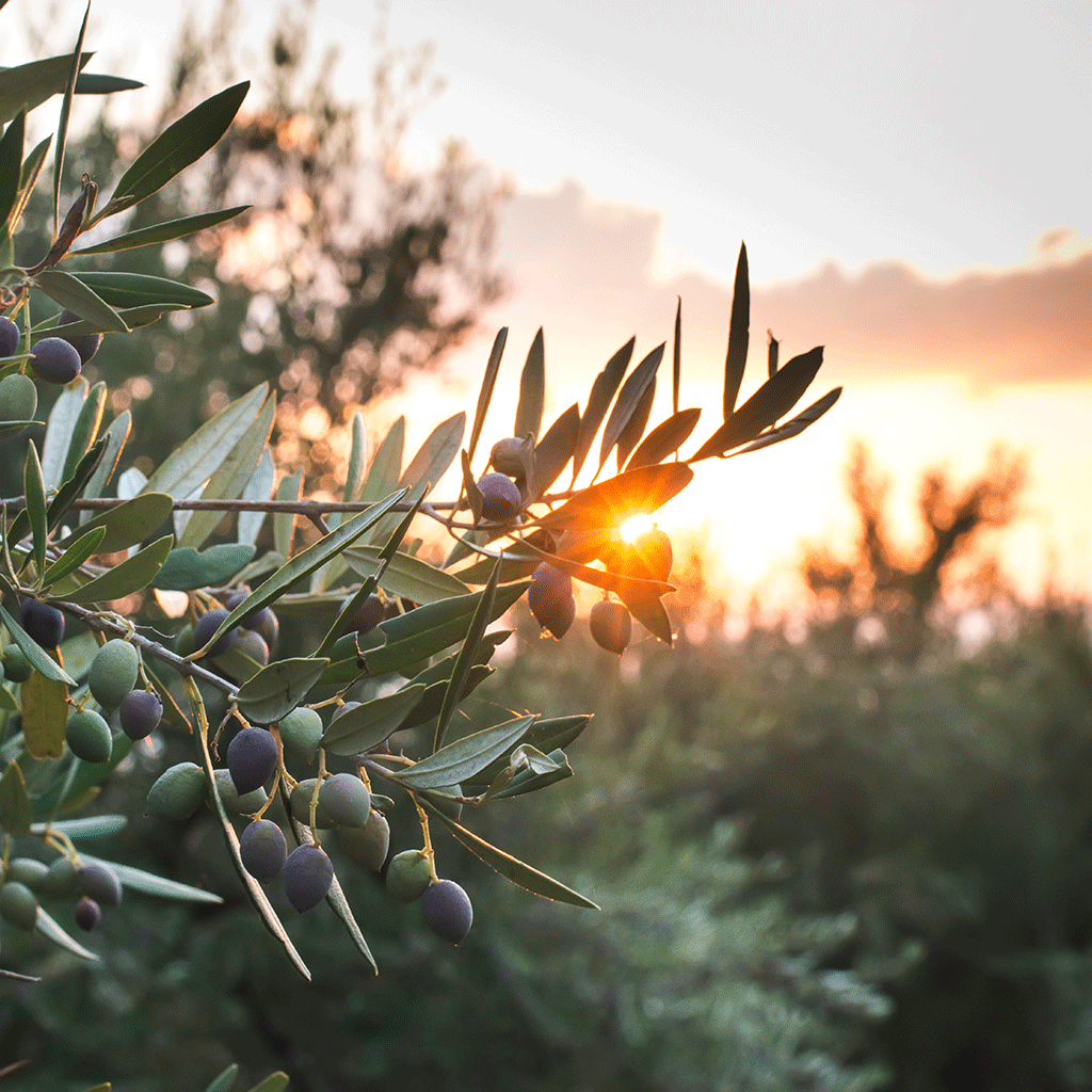 The Olive Branch* Fragrance Oil 1137