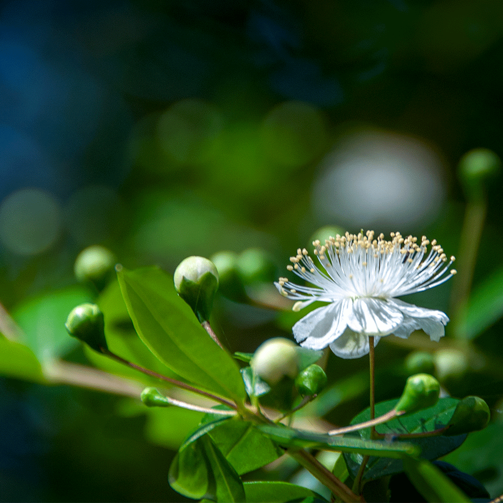 Coastal Lemon Myrtle - Natural Fragrance Oil 1158