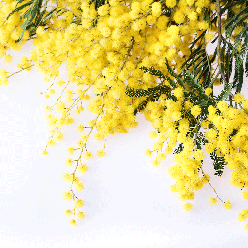 Wattle Flower Fragrance Oil 1186