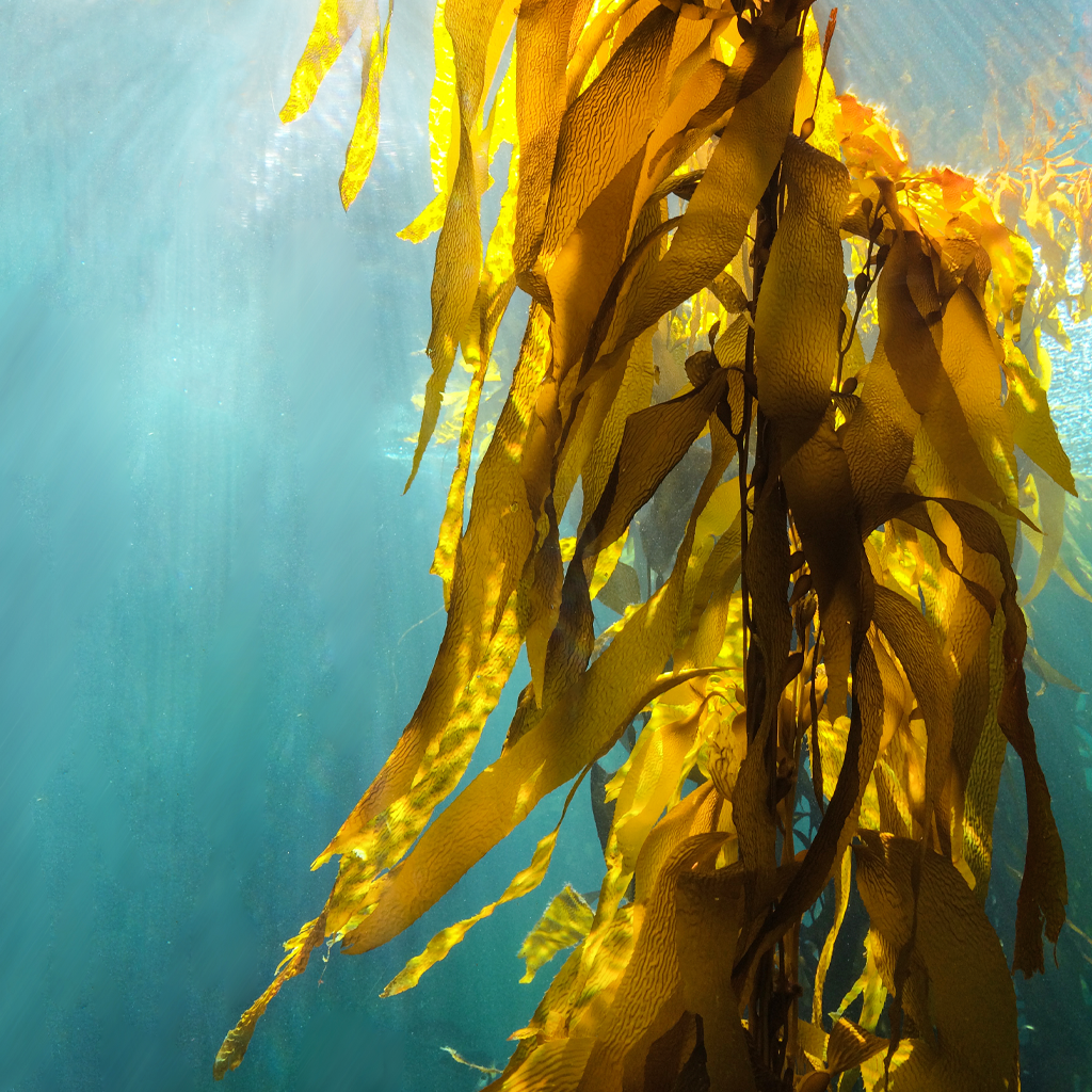 Sea Kelp & Neroli - Natural Fragrance Oil 1191