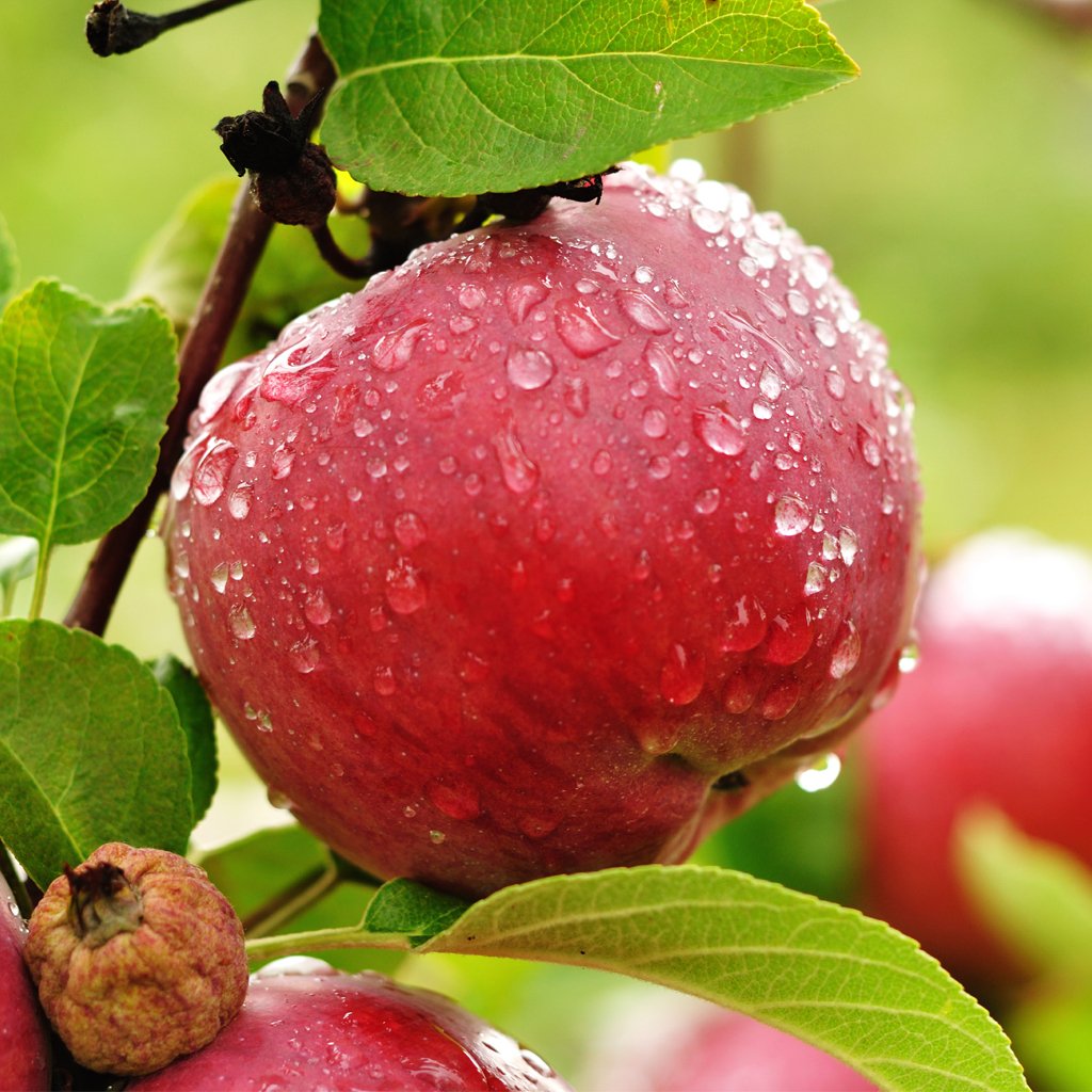 Orchard Fresh Apples, Happy Apples, Washington, MO