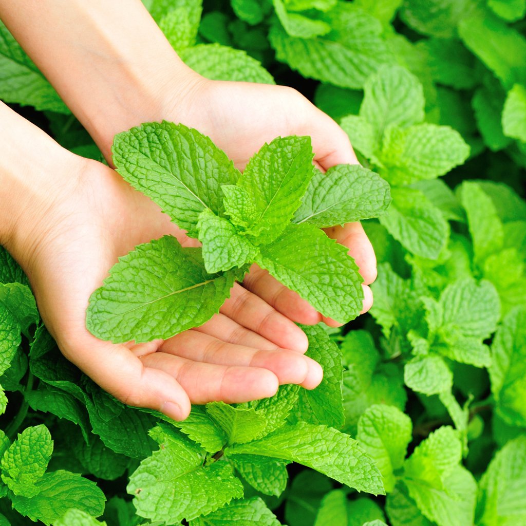 Garden Mint* Fragrance Oil 319