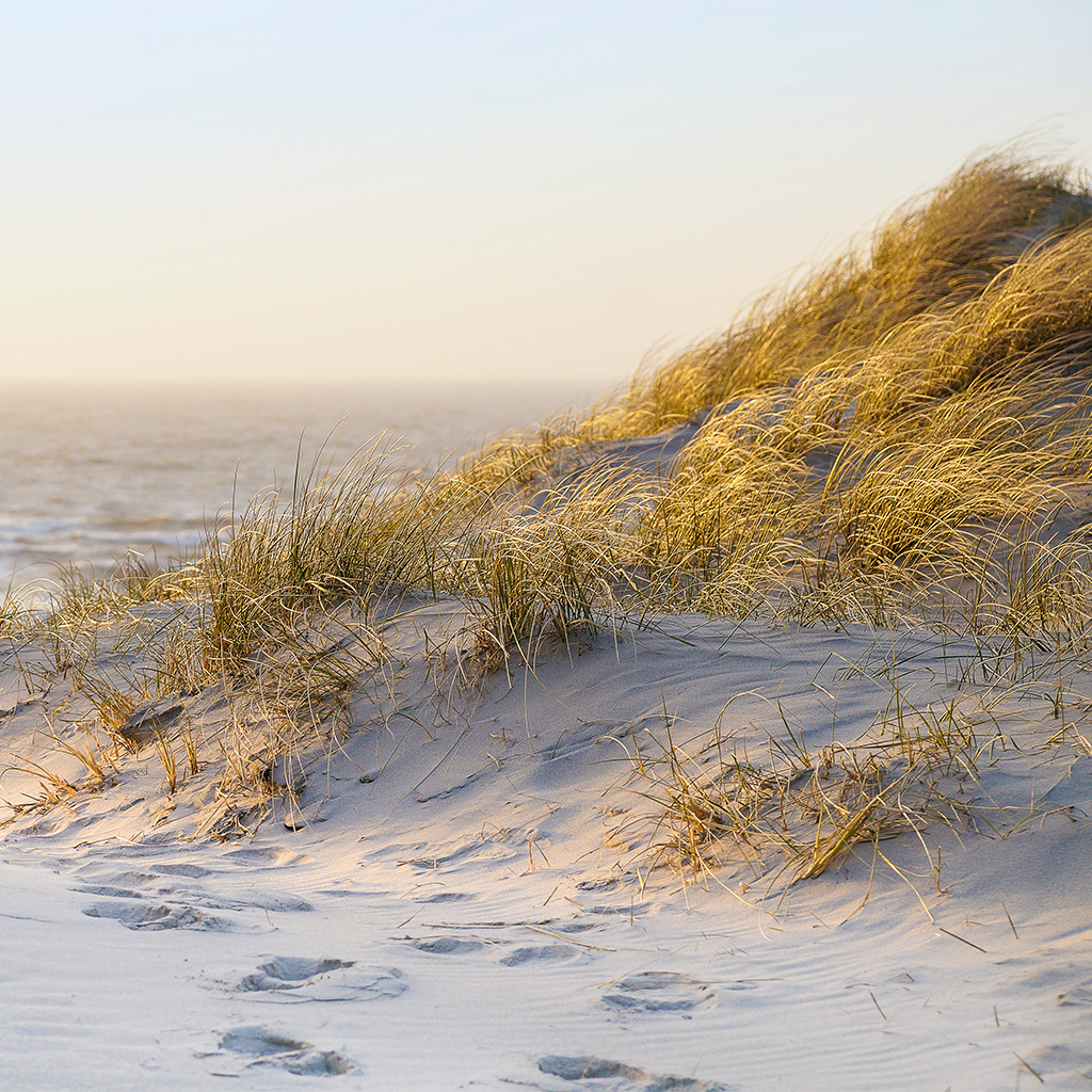Sunkissed Beach Grass Fragrance Oil (Special Order
