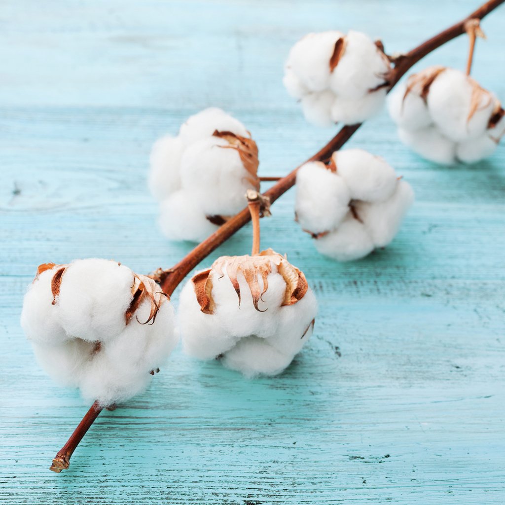 Clean Cotton* Fragrance Oil 335 - Wholesale Supplies Plus