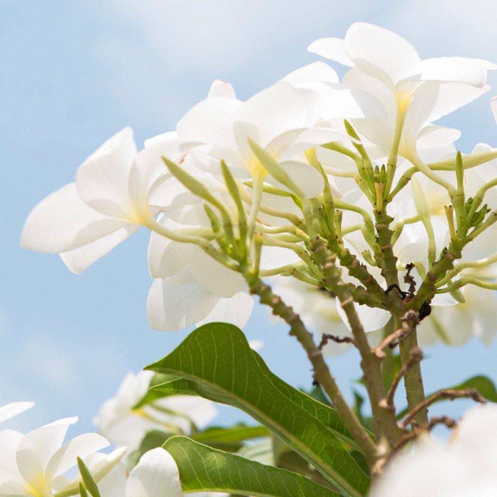 Pikake Flowers Fragrance Oil 193