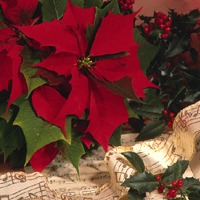Noel* Fragrance Oil (Special Order)