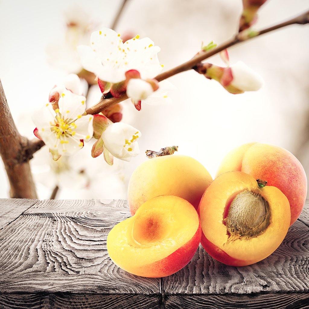 Apricot & Peach Fragrance Oil  Nature's Oil Premium Fragrances