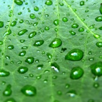 Natures Rain Fragrance Oil (Special Order) - Wholesale Supplies Plus