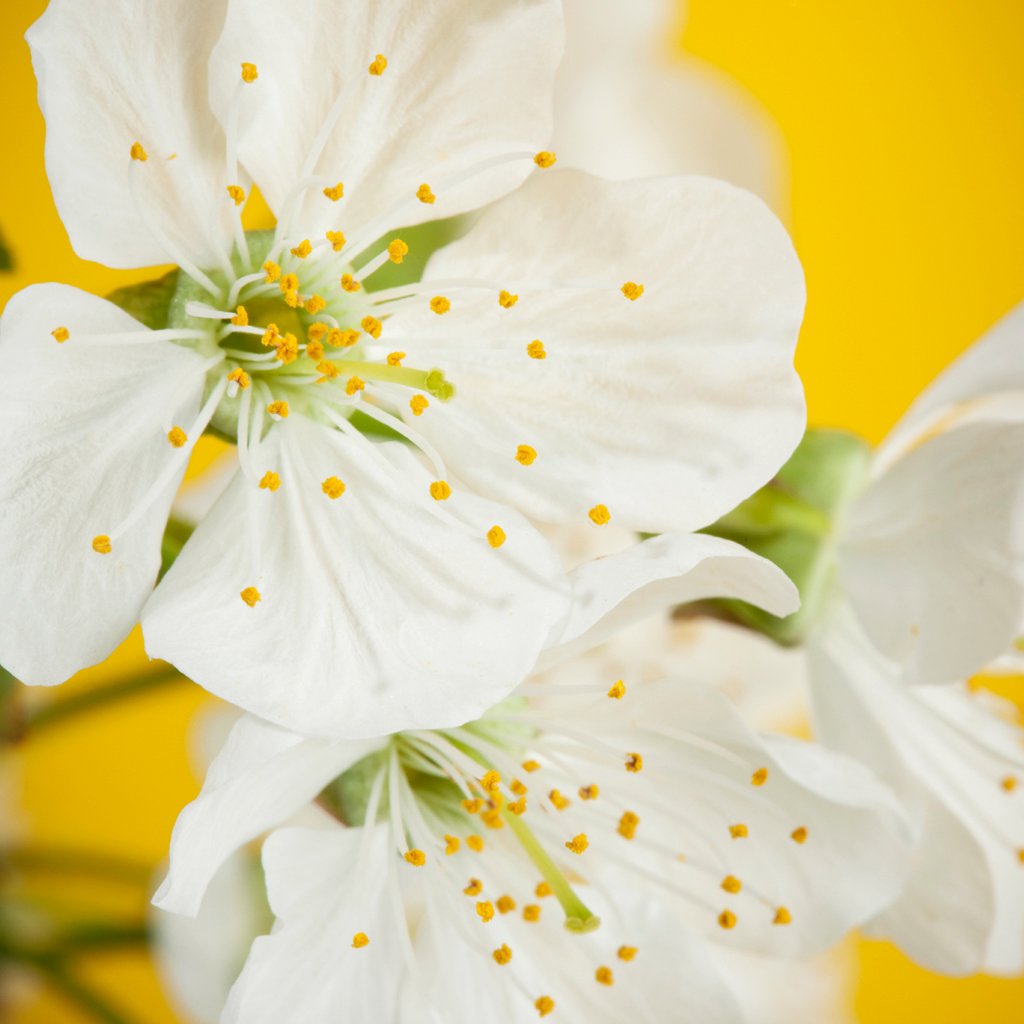 Sakura Moon Essential Oil Blend