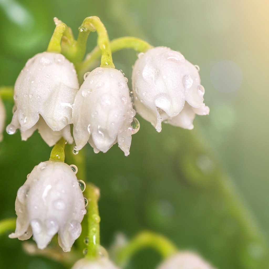 Lily of the Valley Fragrance Oil 175