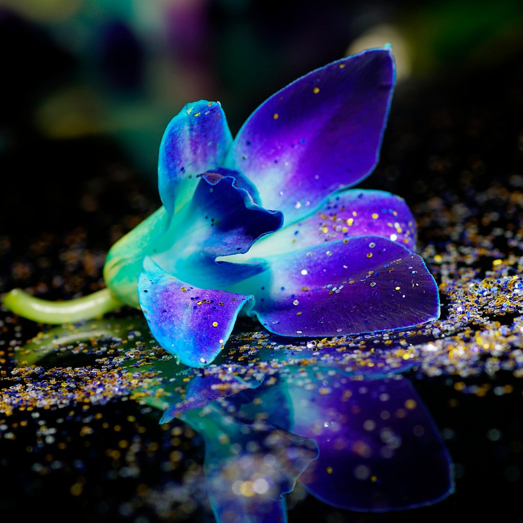 Enchanted Orchid* Fragrance Oil 829