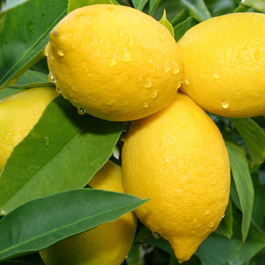 Lemon Verbena | Organic - 16oz
