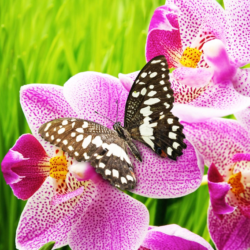 Butterfly Orchid Fragrance Oil 623