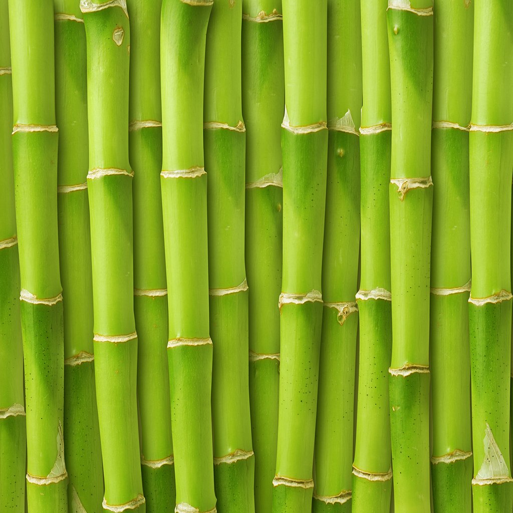 Fresh Bamboo* Fragrance Oil 349