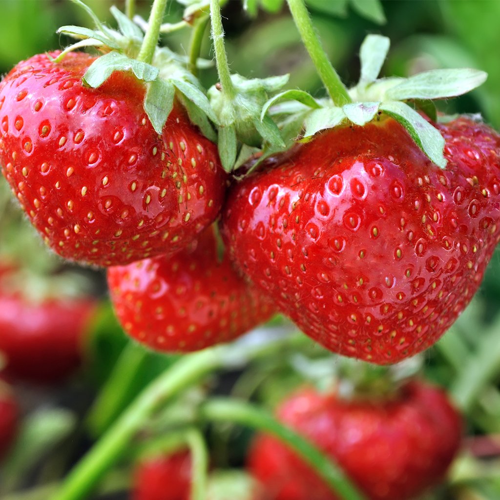 Farmer's Market Sweet Strawberry FO 678 - Wholesale Supplies Plus