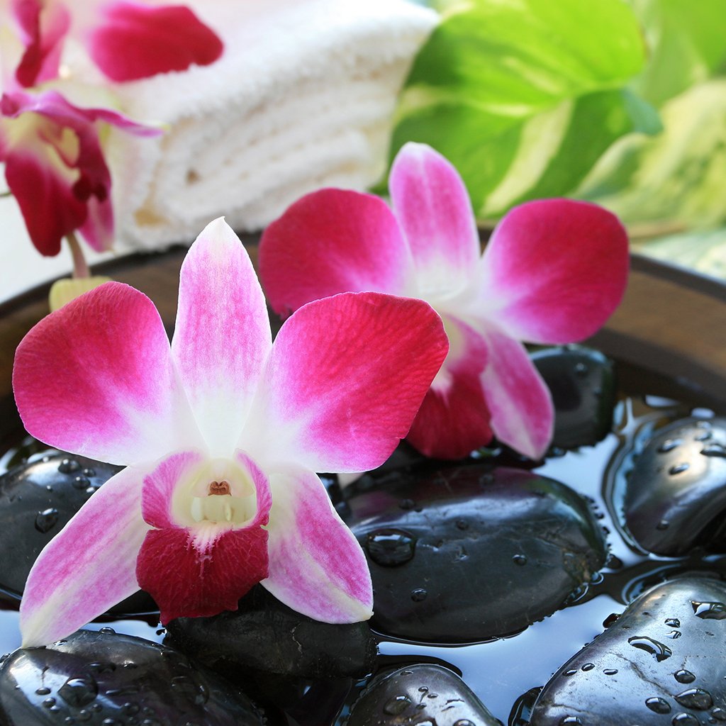 Water Orchid Fragrance Oil 338