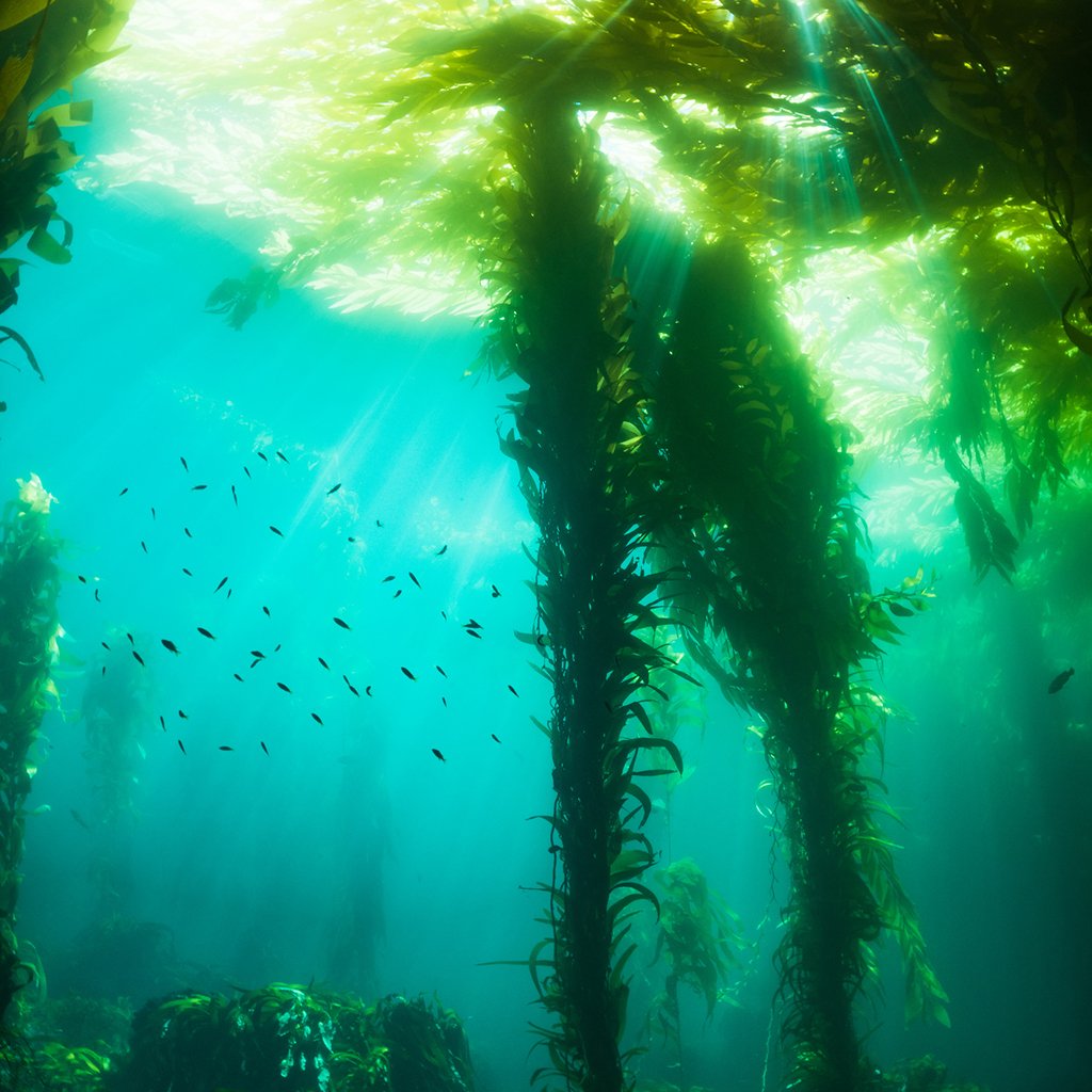 Sea Kelp & Agave Fragrance Oil 336