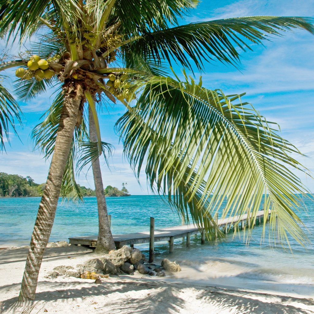 Caribbean Escape* Fragrance Oil 495