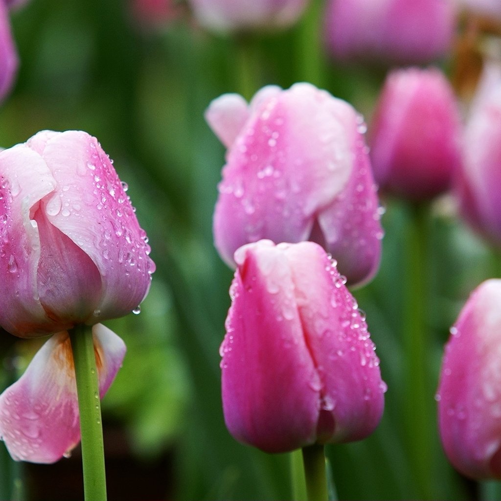 Sweet Rain Fragrance Oil 561