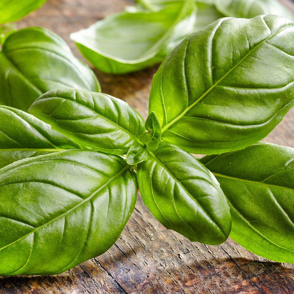 Basil Fragrance Oil 236