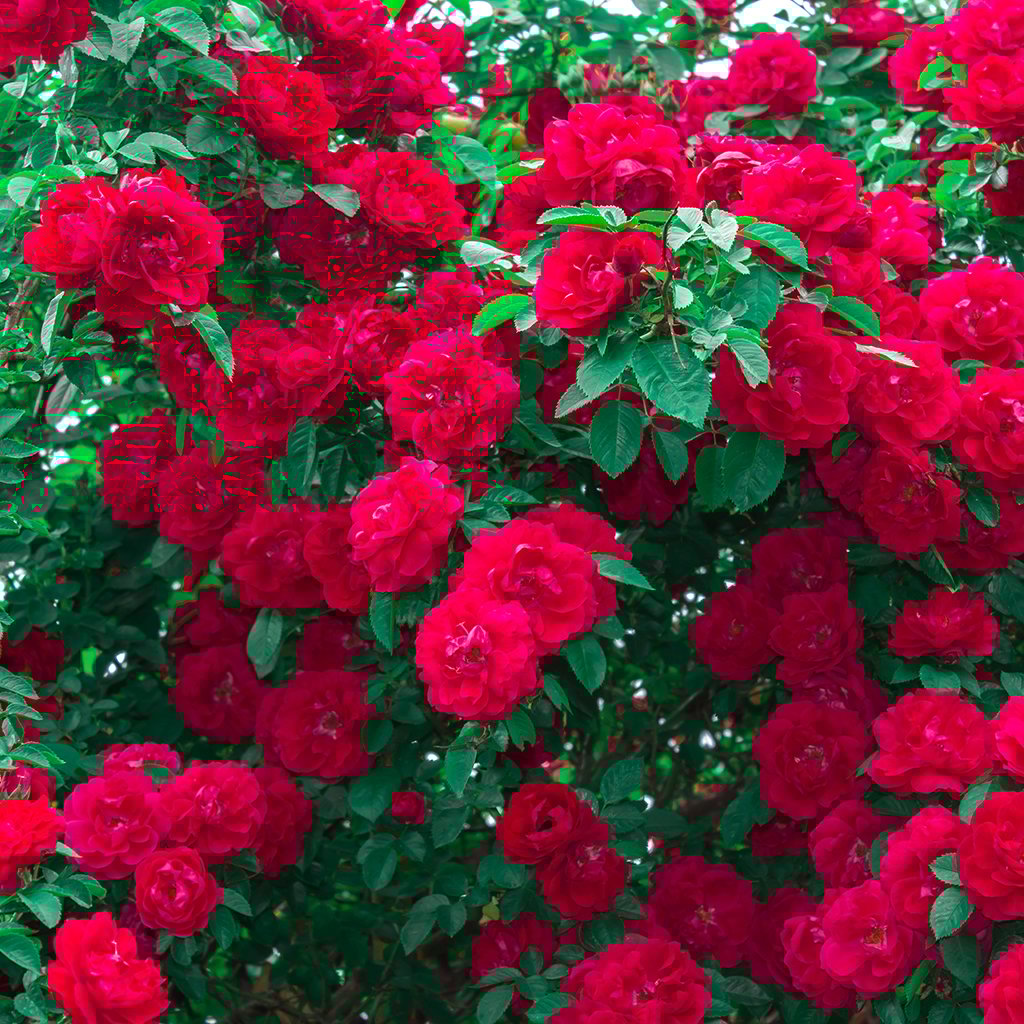 Wild Rose Fragrance Oil 771