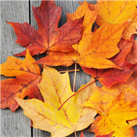 Caramel Woods Fragrance Oil 499