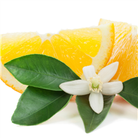 Orange Blossom Fragrance Oil 493