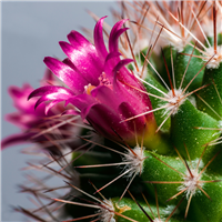 Cactus & Dewberry Fragrance Oil 170