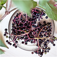 Elderberry Violet Fragrance Oil (Special Order)