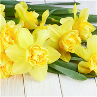 Tangerine & Daffodil Fragrance Oil (Special Order)