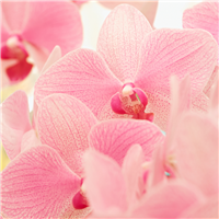 Blushed Orchid Fragrance Oil 879