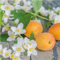 Wild Berries & Mimosa Fragrance Oil 837