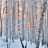 Frosted Birch & Juniper Fragrance Oil 870